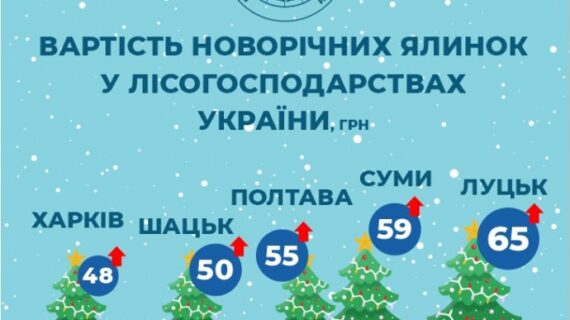 Яка ціна ялинки в Рівному, Луцьку та інших обласних центрах Західної України?